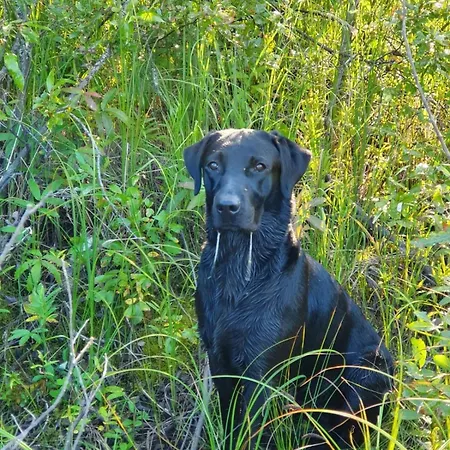 Onnela Sauna Dağ evi *