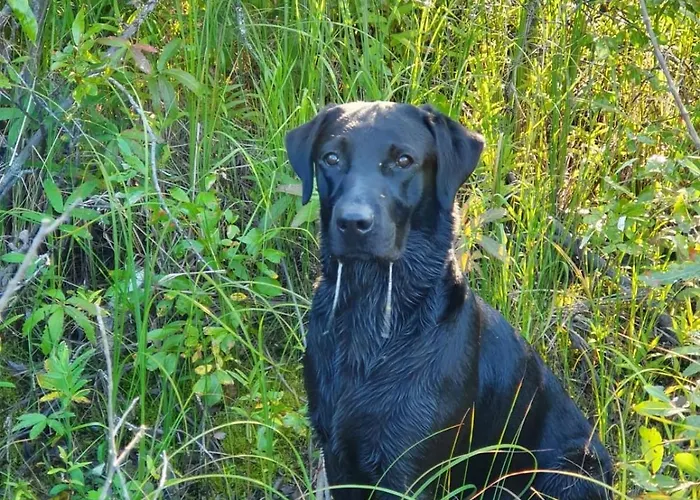 Onnela Sauna בקתה *